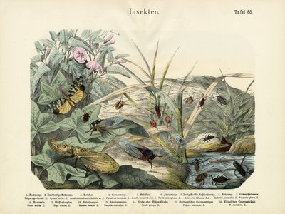 Insectes, c.1860 - German School